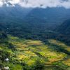 Khonoma-Village-paddy-fields