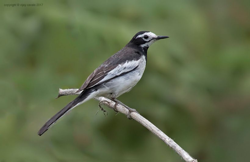 White-Wagtail